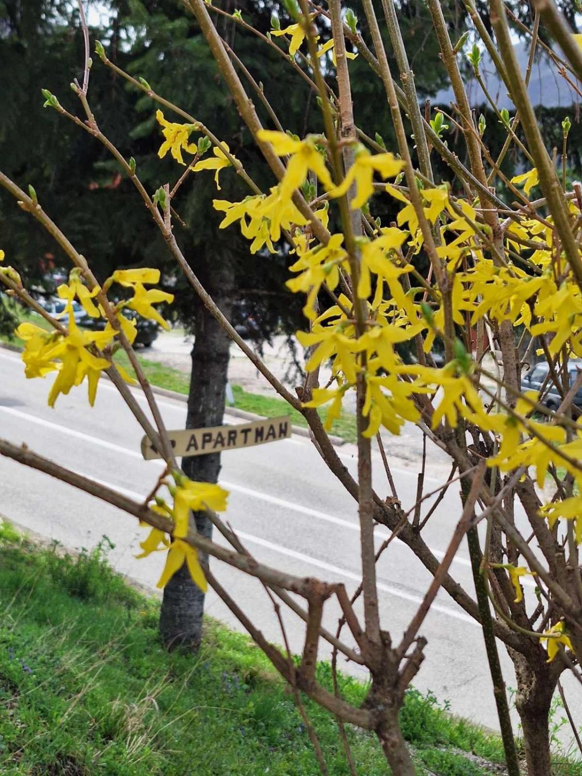 Apartment Buklija ปลูชิเน ภายนอก รูปภาพ